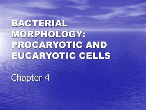 Ppt Bacterial Morphology Procaryotic And Eucaryotic Cells Chapter 4 Powerpoint Presentation