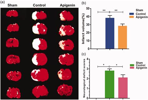 Effects Of Apigenin On Infarct Volume And Neurological Functional