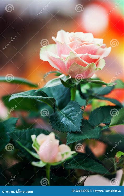 Red And Orange Rose Flower Close Up Photo With Shallow Depth Of Stock