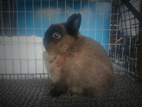 Netherland Dwarf Rabbits Thoma Homestead Farm And Rabbitry