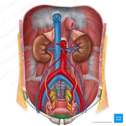 Sistemas do corpo humano: Visão geral anatomia e funções | Kenhub