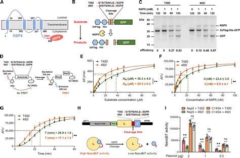 The Nsp4 T492i Mutation Increases Sars Cov 2 Infectivity By Altering