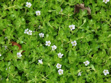 Neer brahmi (Bacopa monnieri) - UrbanMali Network