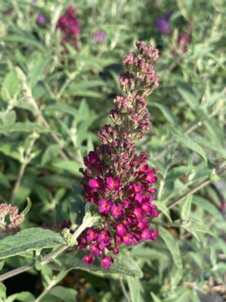 Zwerg Sommerflieder Buzz Hot Raspberry