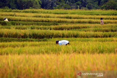 Ribu Hektare Sawah Di Karawang Peroleh Asuransi Antara News