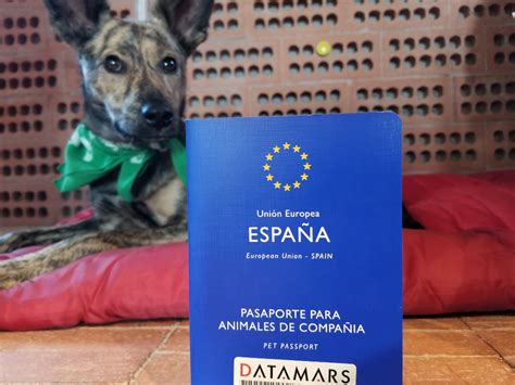 How To Get An Eu Pet Passport Long Haul Trekkers