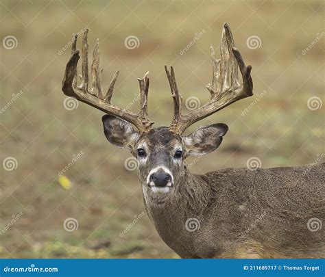 Trophy Whitetail Deer Buck Displays Impressive Antlers Stock Image ...