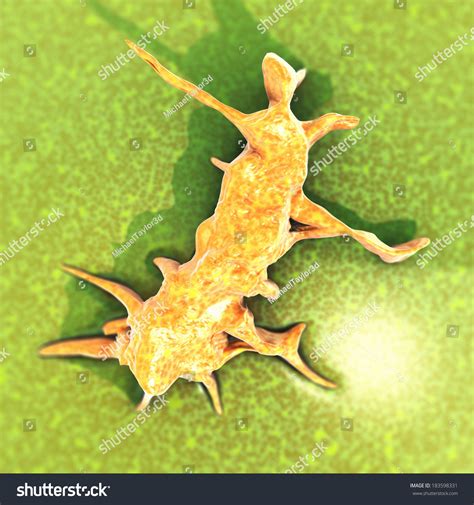 Marine Anaerobic Bacillus Bacteria Stock Illustration 183598331 ... 