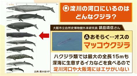 【解説】淀川の”迷いクジラ”専門家「エサはほぼない」が「体に油1か月ほど食べなくても生きられる」過去には2週間留まり自力で帰ったクジラも