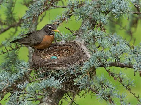 American Robin Nesting (All You Need To Know) | Birdfact