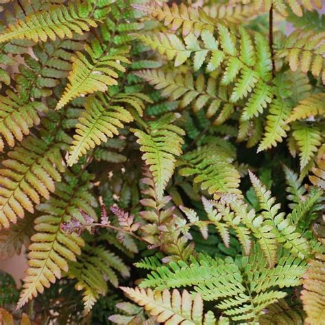 Dryopteris Erythrosora Prolifica Voordelig Kopen Bij