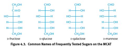 Chapter Carbohydrate Structure And Function Flashcards Quizlet