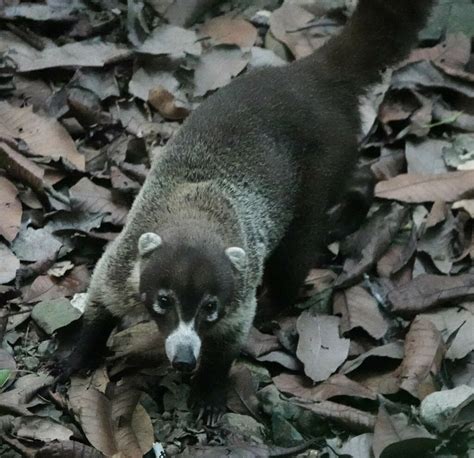 White nosed Coati from Colón District Colón Province Panama on