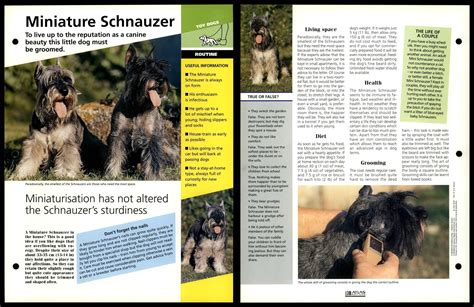 Miniature Schnauzer - Routine - Dogs Of The World Atlas Fact File Card