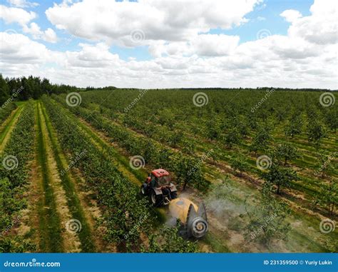 A Red Tractor Sprays Pesticides In An Apple Orchard Spraying An Apple