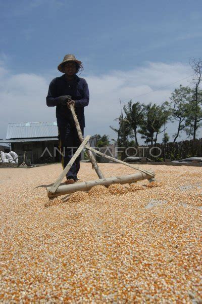 Target Produksi Jagung Nasional 2024 ANTARA Foto