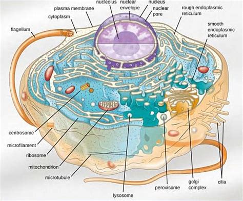 Microtubule Animal Cell