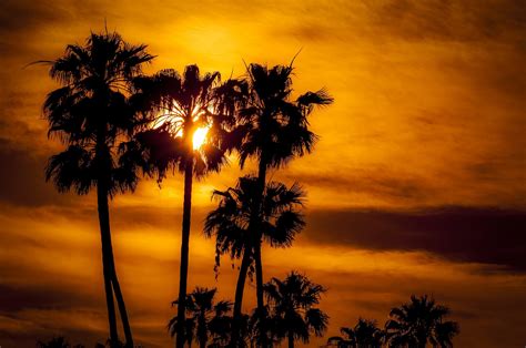 Sunrises And Sunsets Palms Silhouette Sun Rare Gallery Hd