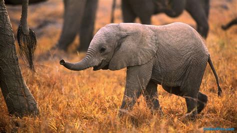 Cute Elephants Background