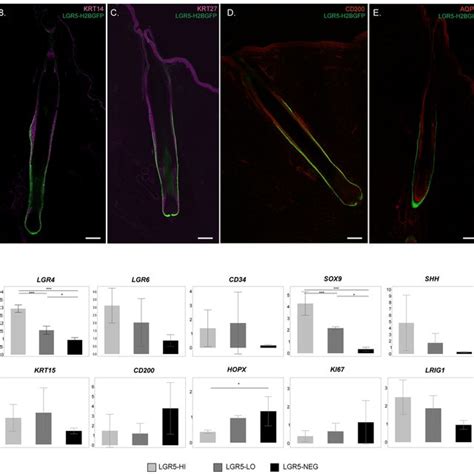 Lgr H Bgfp Epidermal Cells Express Known Stem Cell And Epidermal