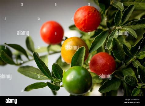 Nightshade Berries Solanum Pseudocapsicum Stock Photo Alamy