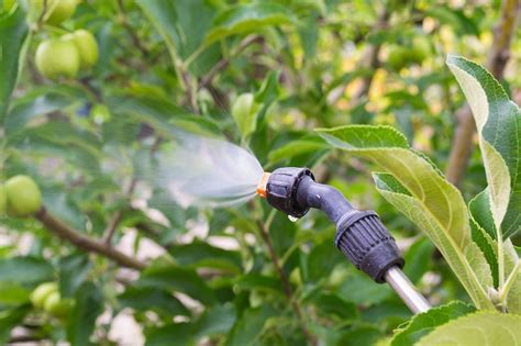 Complete Guide On Spraying Fruit Trees In Australia Ultimate Backyard