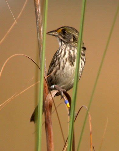 Avian And Attributes Seaside Lee S Birdwatching Adventures Plus