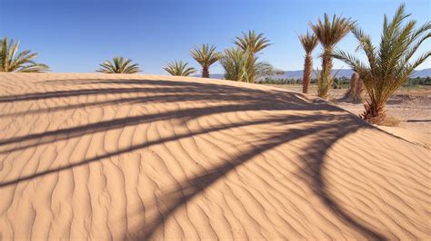 Desert palm trees wallpaper | nature and landscape | Wallpaper Better