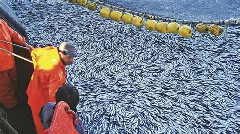 Fao E Iffo Resaltan Importancia De La Pesca De Anchoveta En Perú Para