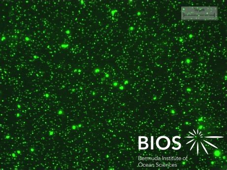 Plankton Profile: MegaVirus | BIOS-SCOPE