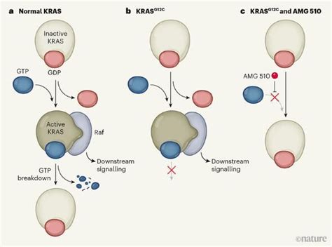 新型小分子有望抵御致癌KRAS蛋白的作用 癌症研究专区 生物谷