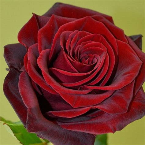 Роза ред наоми (red naomi): фото, описание и особенности