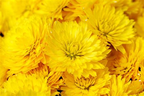 Chrysantheme Blumen Pflanzen Gelbe Kostenloses Foto Auf Pixabay Pixabay