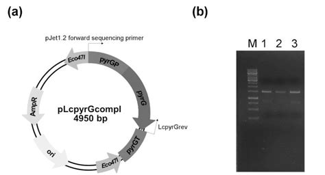 (a) Map of the plasmid used to complement the uracil auxotrophy of the... | Download Scientific ...