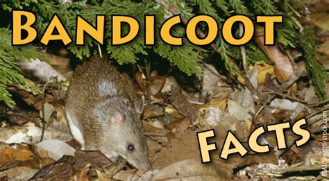 Bandicoot Facts & Information, With Pictures & Video