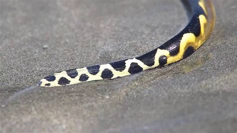 Yellow Bellied Sea Snake On The Beach In Costa Rica YouTube