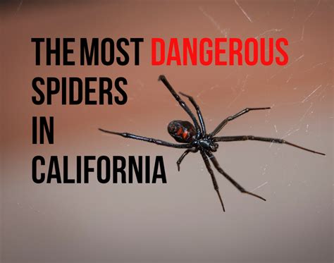 Male Brown Widow Spider Facts