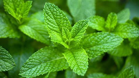 Just How Great Is Spearmint Tea For PCOS