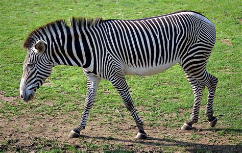 Kokios spalvos yra zebrai Ir kam jiems apskritai reikalingi dryžiai