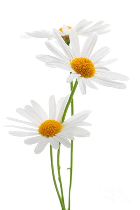 White Daisy White Background