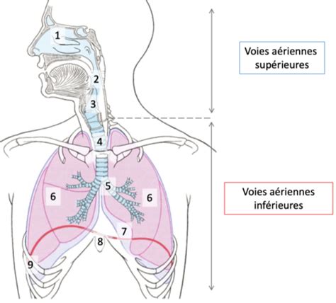 Syst Me Respiratoire Cours Karteikarten Quizlet