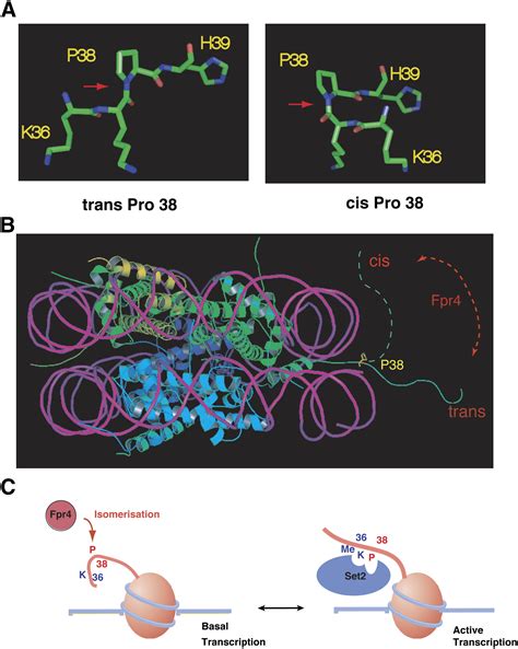 Proline Isomerization Of Histone H3 Regulates Lysine Methylation And