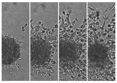 Live Cell Spheroid Imaging Cambridge Technology Platforms Network