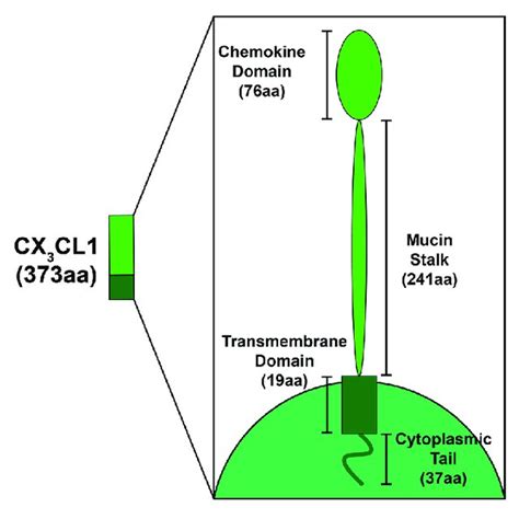 Schematic Depicting The Structural Components Of Fractalkine Fkn Cx