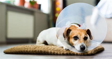 Abscesses In Dogs Petlifesa