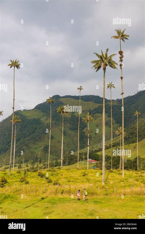 Columbia, Quindio Department, Salento, cultural landscape of colombia ...