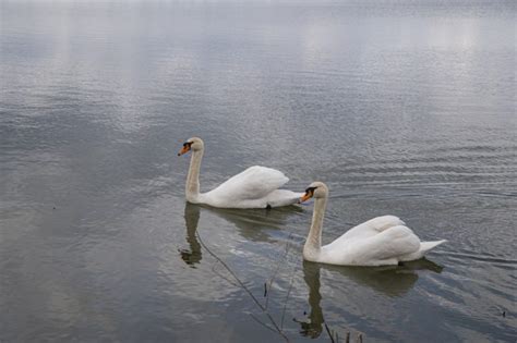 Cisne Bravo Origem Características Reprodução Habitat E Alimentação