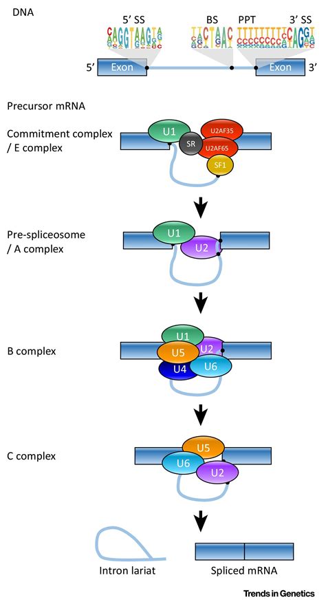 How Are Short Exons Flanked By Long Introns Defined And Committed To