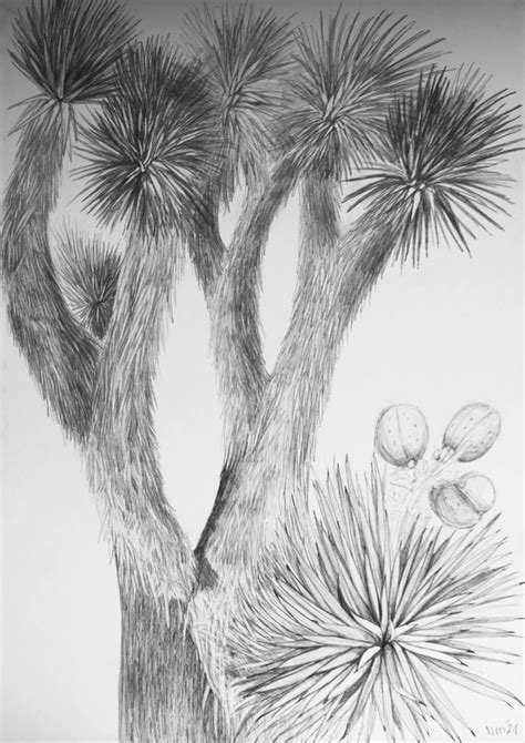 Original Nature Drawing by Violeta Vollmer | Documentary Art on Paper | Joshua tree | Nature ...