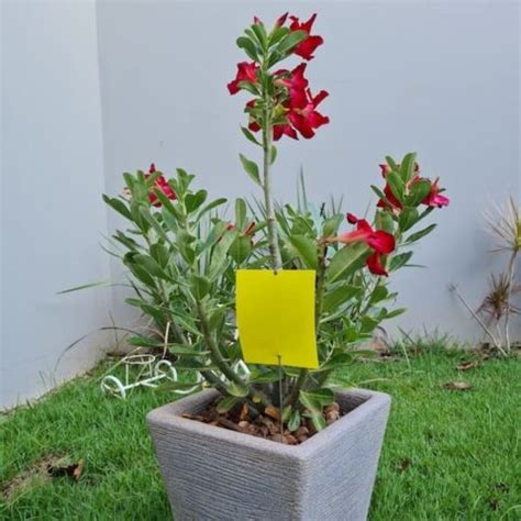 Mini Garden Yellow Trap Armadilha Adesiva Amarela Para Captura E